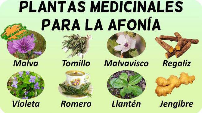 afonia tratamiento natural y remedios caseros con plantas medicinales