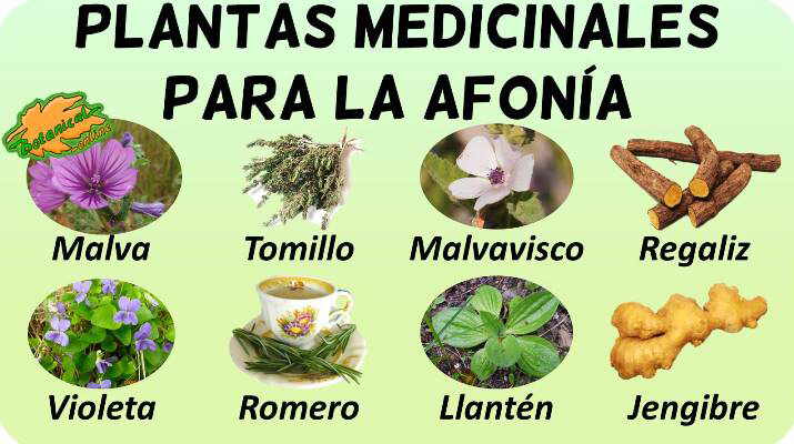 Remedios Con Plantas Medicinales Para La Afonia Botanical Online