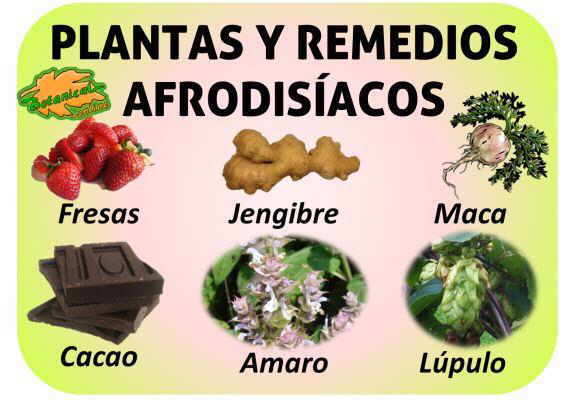 remedios plantas medicinales remedios propiedades afrodisiacas deseo