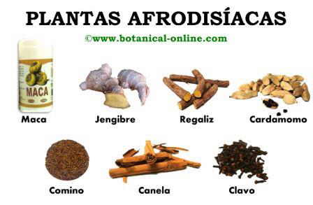 Plantas medicinales afrodisiacas – Botanical-online