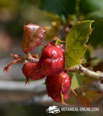 Agallas de Quercus coccifera