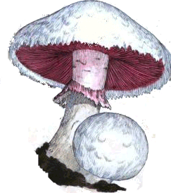 Agaricus campestris