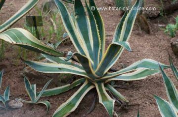 Agave america 