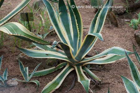 Agave america Marginata