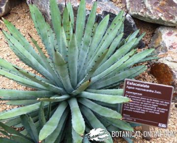 Agave macroacantha