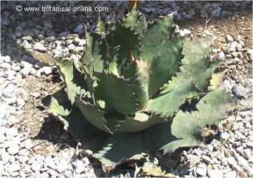 Agave potatorum