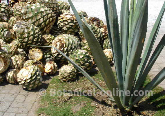 agave azul tequilana con piñas