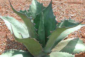 Agave ferox