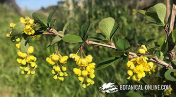 agracejo berberis vulgaris