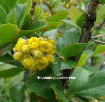 Agracejo, Beberis vulgaris