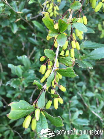 agracejo frutos inmaduros