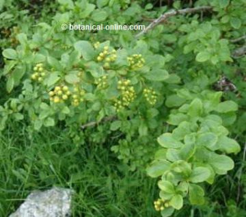 Agracejo, Beberis vulgaris