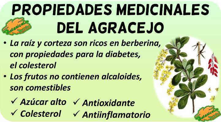 Propiedades Medicinales Del Agracejo Botanical Online