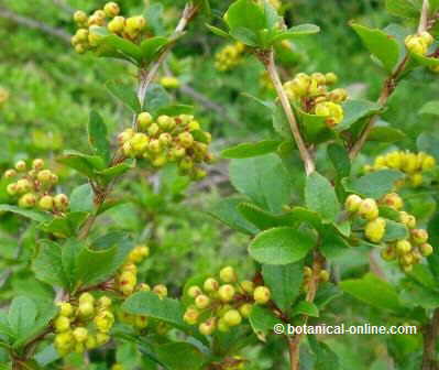 Agracejo berberis vulgaris