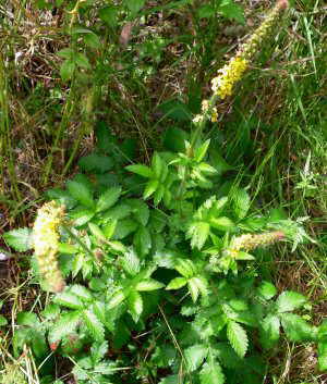 planta de la agrimonia eupatoria