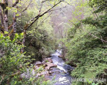 bosque agua