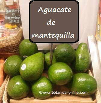 Aguacate de mantequilla