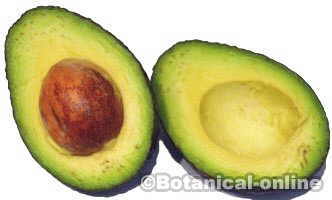 aguacate palta