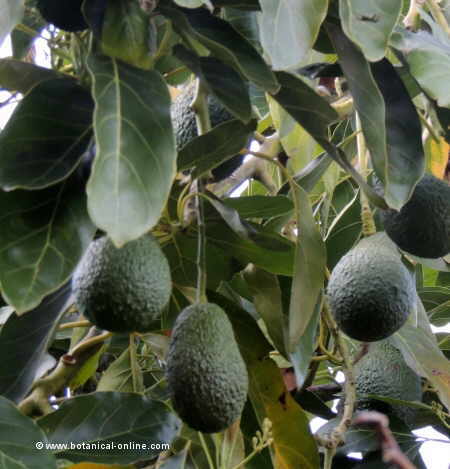 macaronesiaaguacates - SABÍAS QUÉ? El aguacate presenta un  comportamiento en su floración que se denomina dicogamia protoginia. Se  llama dicogamia a la separación temporal en la maduración de los sexos de  una