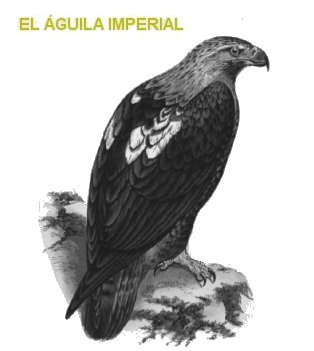 águila imperial