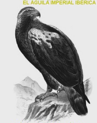 Características del águila imperial ibérica – Botanical-online