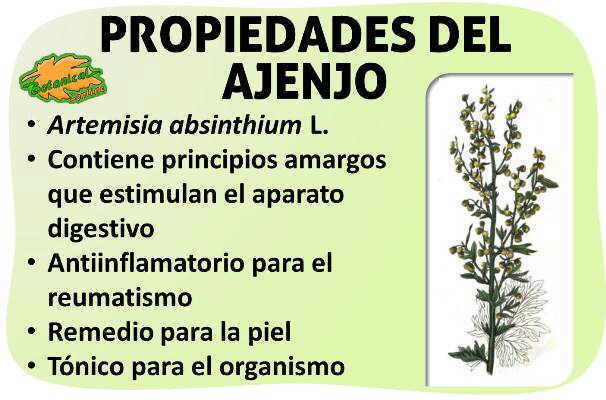 Propiedades medicinales del ajenjo artemisia absinthium 