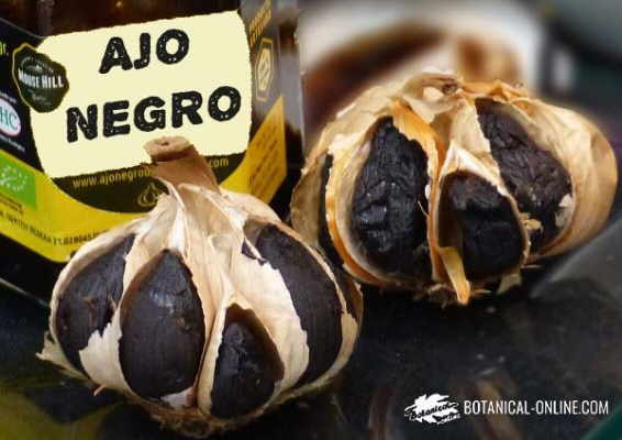 ajo negro aspecto general venta