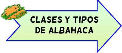 tipos de albahaca