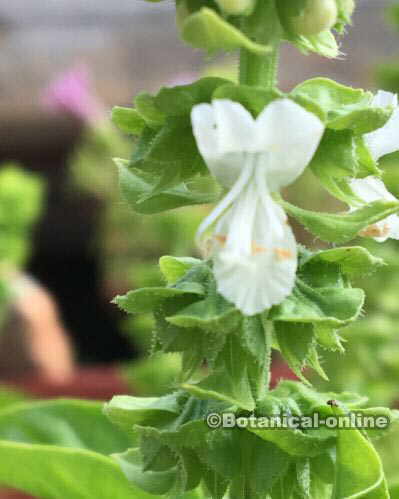 flores albahaca bilabiadas