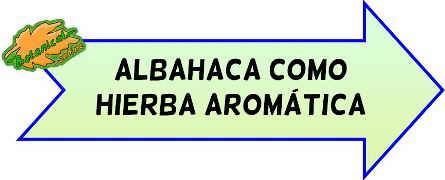 hierbas aromaticas albahaca