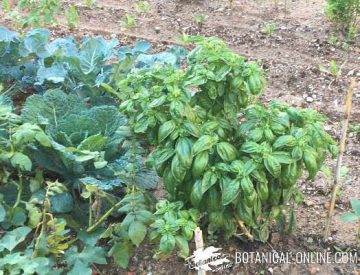 albahaca plantada al lado de una col