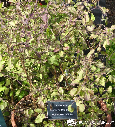 albahaca maceta cocina hierbas aromaticas