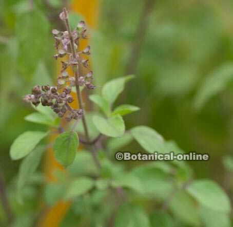 ocimum sanctum albahaca sagrada de la india 