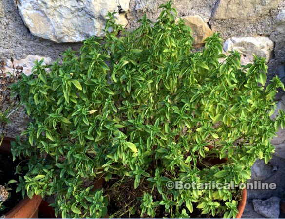 albahaca de jardineria insecticida hojas estrechas