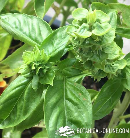 albahaca hoja flores