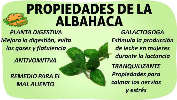 propiedades de la albahaca