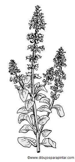 Dibujo de albahaca