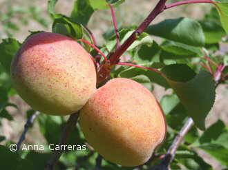 Albaricoques en el árbol