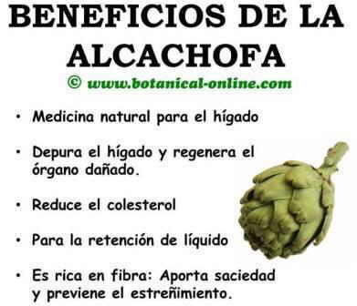 beneficios de la alcachofa propiedades medicinales para la salud