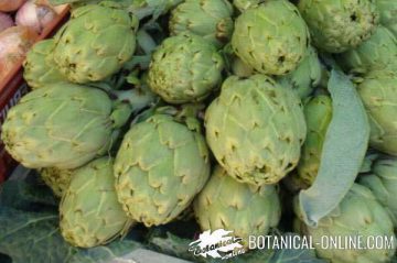 alcachofas en un mercado