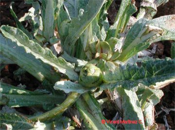 alcachofa planta