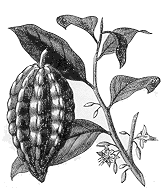 dibujo cacao