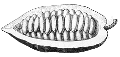 dibujo semillas cacao