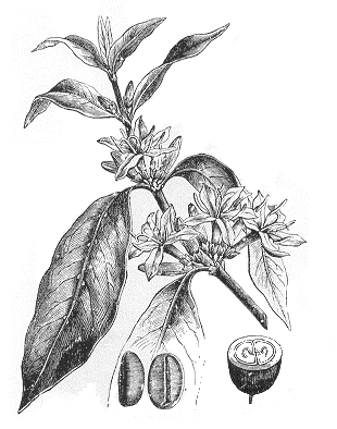 Dibujo de diferentes partes de la planta con las hojas, las flores y las semillas(Coffea arabica)