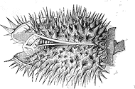 SOLANACEAS DIBUJO