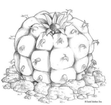Dibujo de peyote