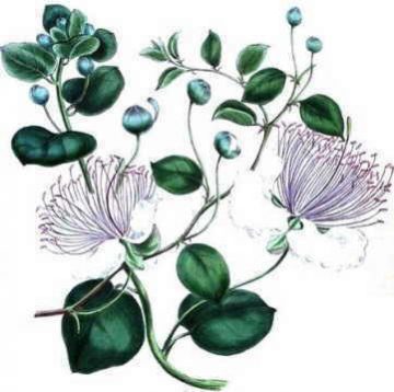Ilustracion botánica del alcaparro