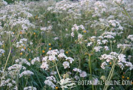 alcaravea carum carvi planta prado umbelas campo hojas flores