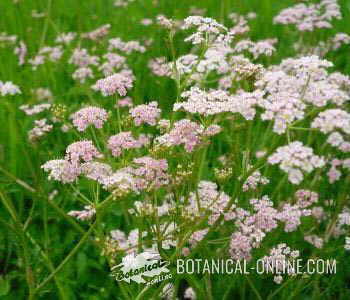 foto umbelas alcaravea