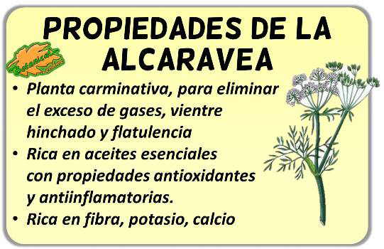 propiedades alcaravea carum carvi planta medicinal carminativa